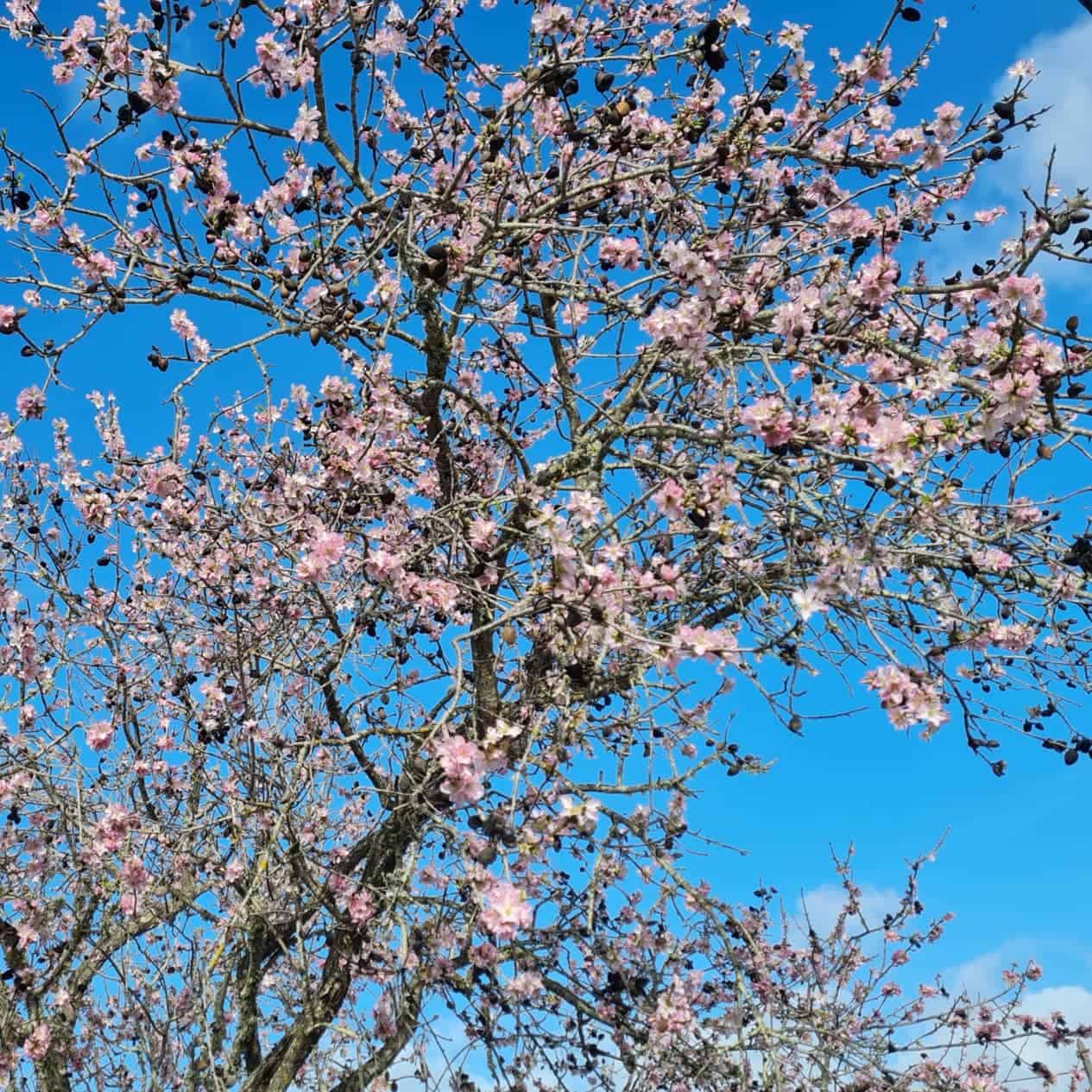 beautiful almond blossom in ferragudo countryside