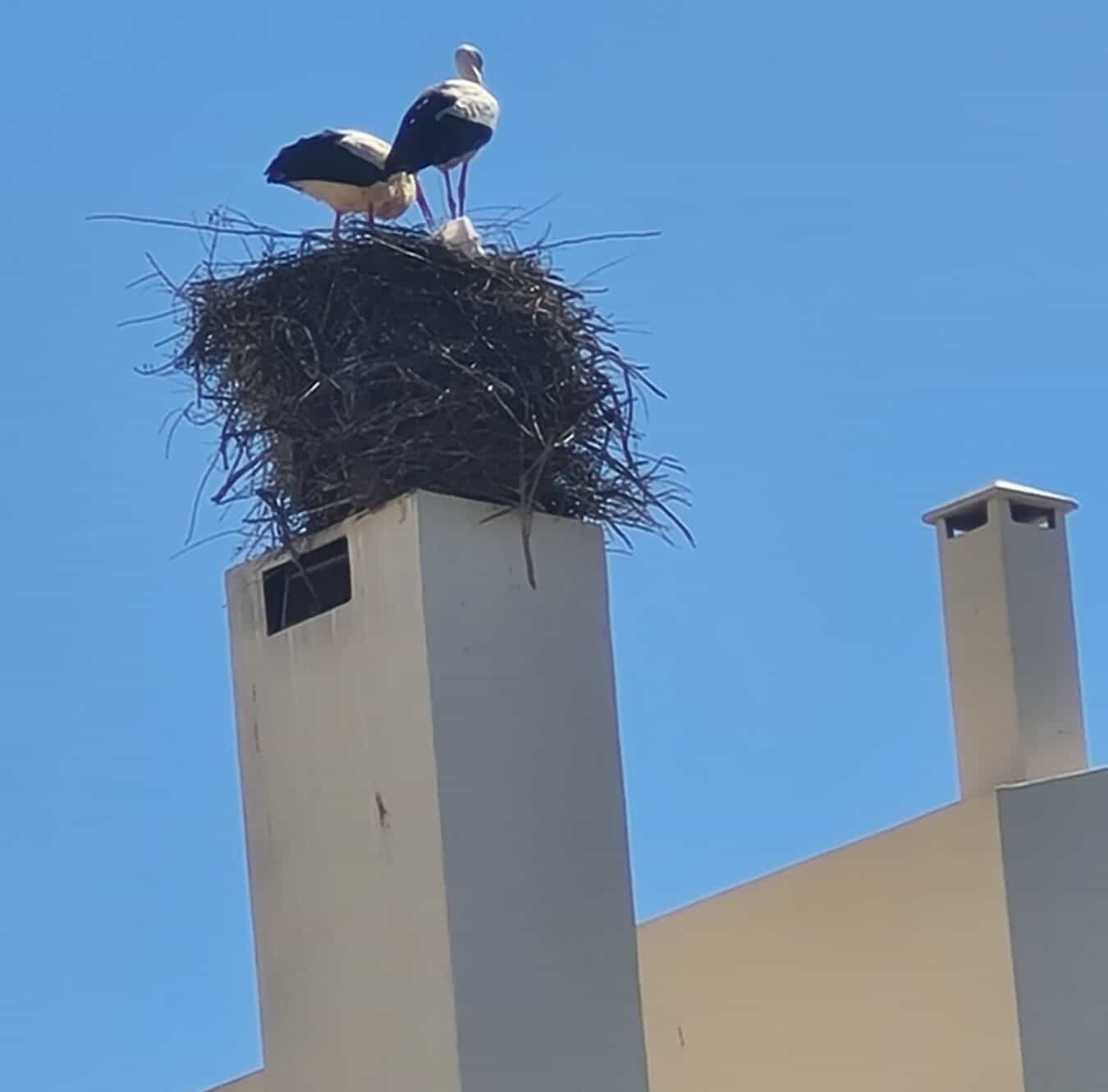 Storks nesting in Ferragudo