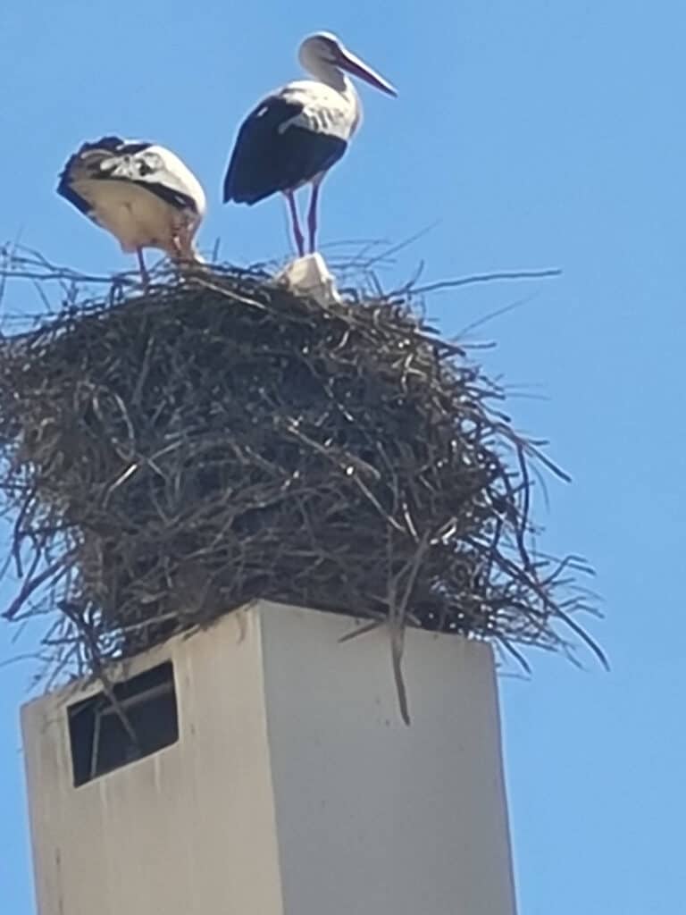 Storks nesting in Ferragudo