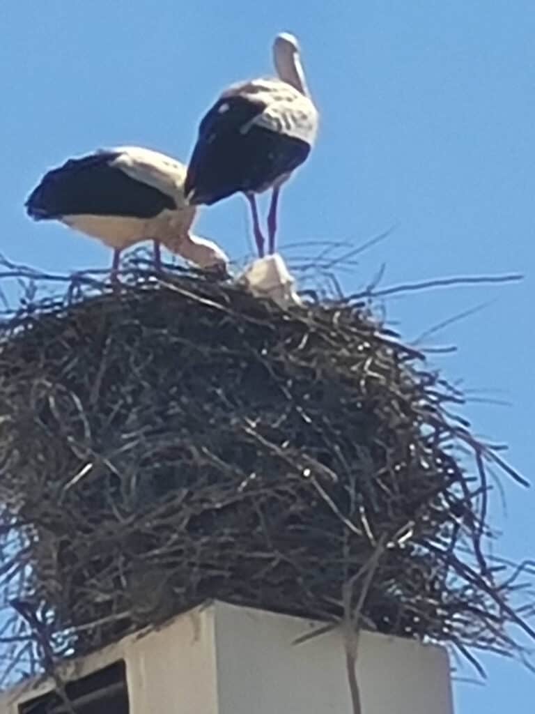 Storks in Ferragudo